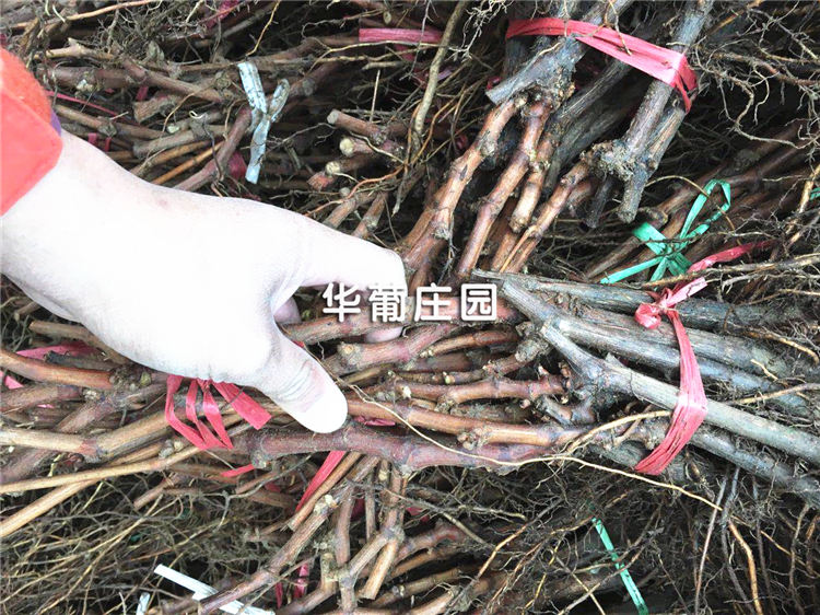 XCLP3-30T/40T小噸位精密四柱液壓裁斷機 XCLP3-30T/40T小噸位精密四柱液壓裁斷機